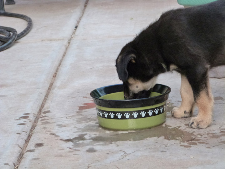 chinook dog